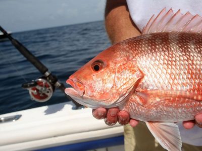 Florida's Extended Red Snapper Season