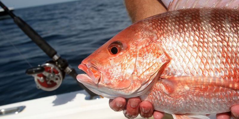 Florida's Extended Red Snapper Season