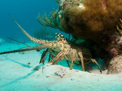 Florida Adds Exclusive Lobster Diving Day for Residents