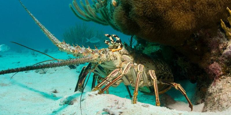 Florida Adds Exclusive Lobster Diving Day for Residents