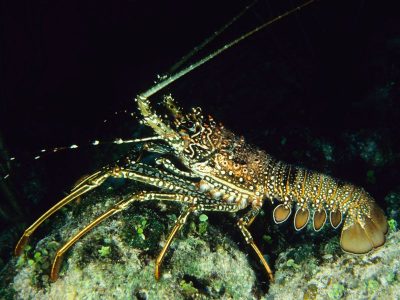 DIY Lobstering in Florida