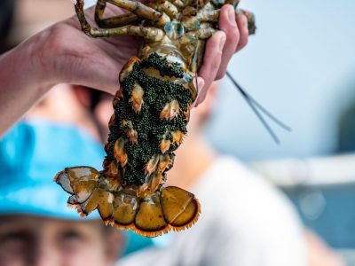 Eco-Friendly Lobstering in Florida’s Best-Kept Spots