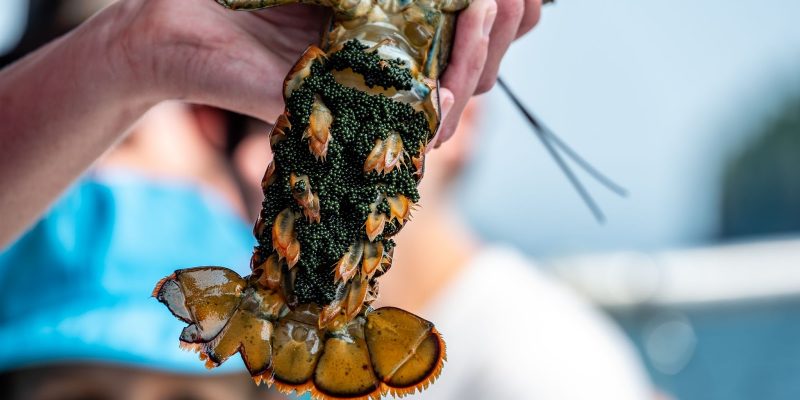 Eco-Friendly Lobstering in Florida’s Best-Kept Spots