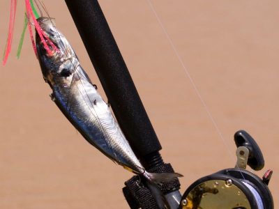 Drifting and Trolling Tactics for Fall Fishing in the U.S. (1)