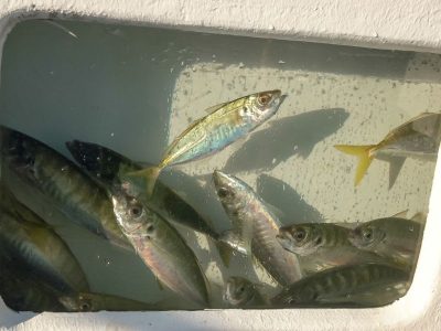 Live Baiting Saltwater vs. Freshwater