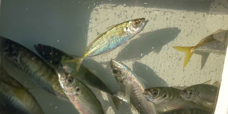 Live Baiting Saltwater vs. Freshwater