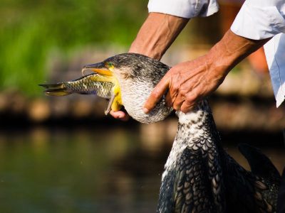 Unusual Fishing Tactics: Cormorant Fishing