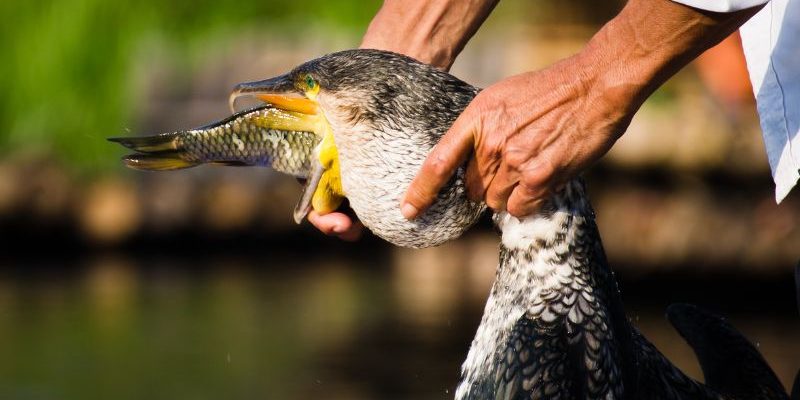 Unusual Fishing Tactics: Cormorant Fishing