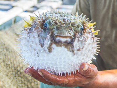 Understanding Poisonous Fish That Every Angler Might Catch